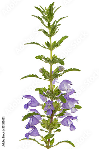 Wallpaper Mural Flowering twig of Moldavian dragonhead,  lat. Dracocephalum moldavica, isolated on white background Torontodigital.ca