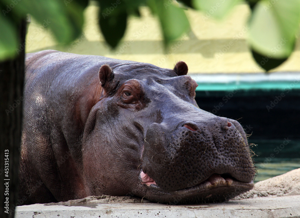 hippopotamus in the zoo