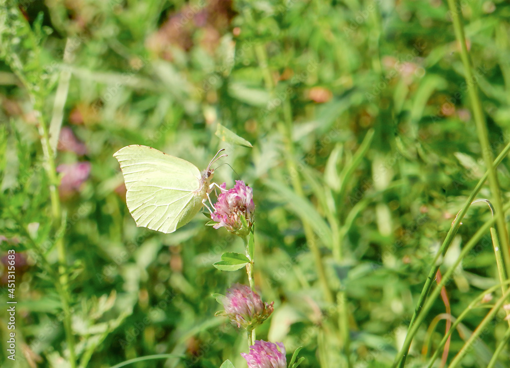 Lemongrass butterfly on pink clover flower on blurred summer background Lemongrass butterfly on pink clover flower on blurred summer background
