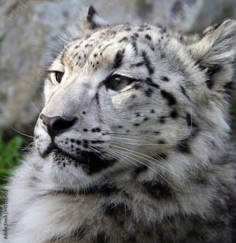 close up of  a snow leopard