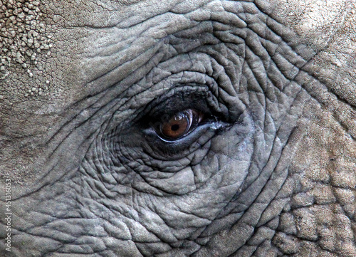 close up of elephant eye
