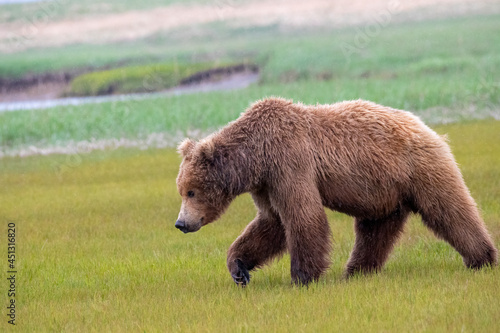 Alaska Peninsula Brown Bear or Coastal Brown Bear in the Rain