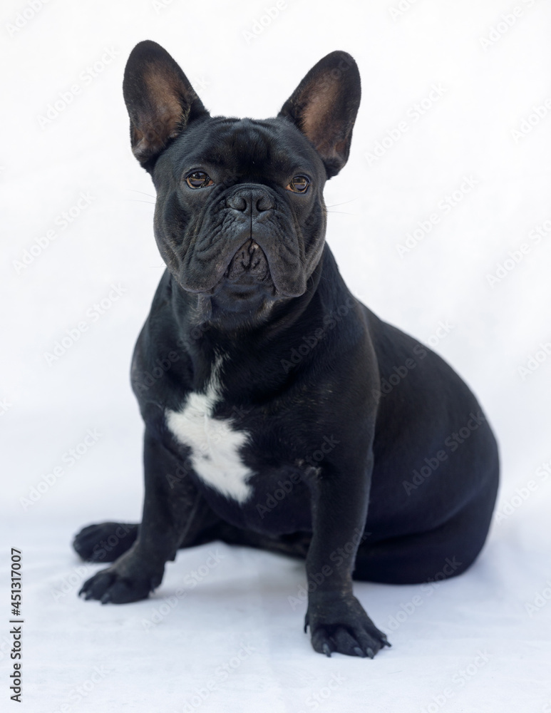 8-Months-Old black male French Bulldog sitting comfortably and isolated on white background. 8-Months-Old black male French Bulldog sitting comfortably and isolated on white background.
