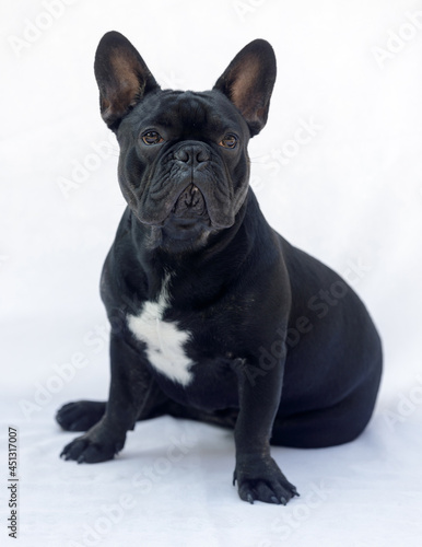 8-Months-Old black male French Bulldog sitting comfortably and isolated on white background. © Yuval Helfman