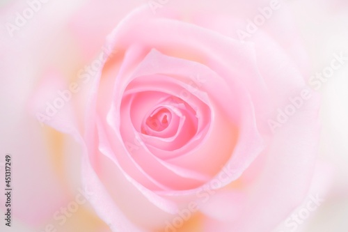 pink rose close up