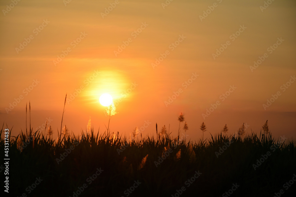 Landscape countryside grass silhouette at sunset Landscape countryside grass silhouette at sunset