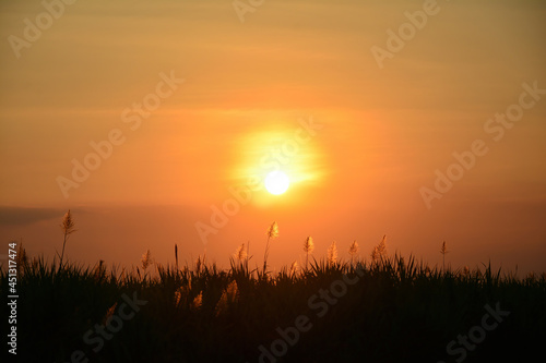 Landscape countryside grass silhouette at sunset