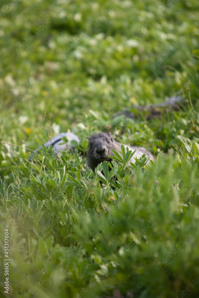 Obraz premium Groundhog of Garibaldi mountain, vancouver, British Columbia, Canada