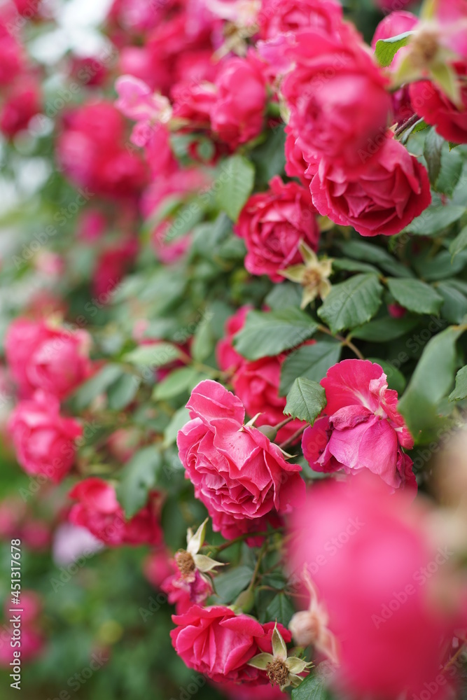 The numerous rose vines on the fence. The numerous rose vines on the fence.