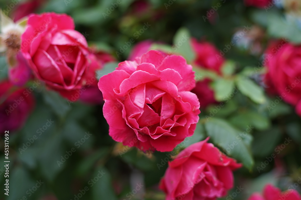 The numerous rose vines on the fence. The numerous rose vines on the fence.