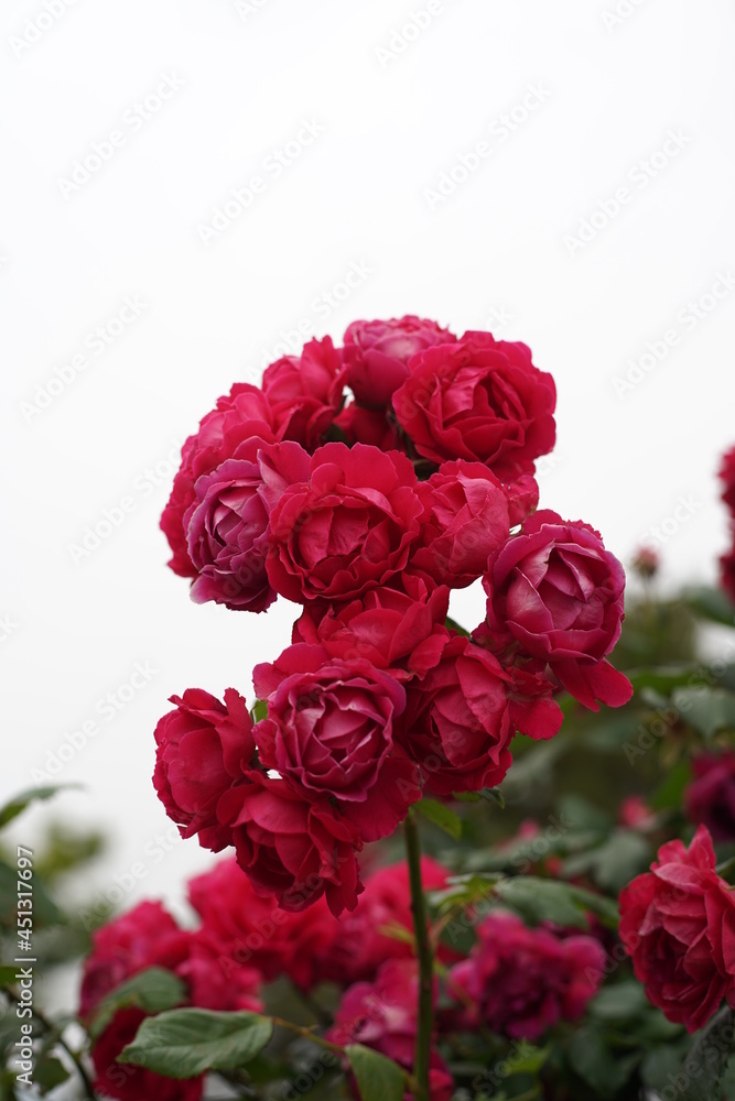 The numerous rose vines on the fence. The numerous rose vines on the fence.