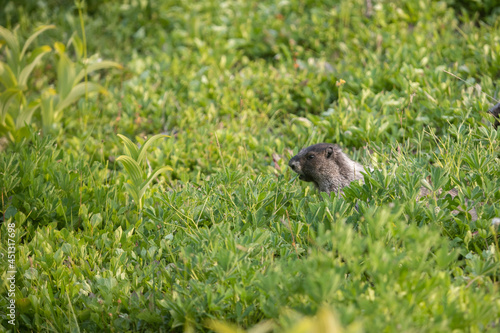 Groundhog of Garibaldi mountain, vancouver, British Columbia, Canada