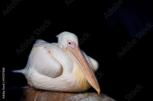 Portrait of a pilican on the dramatically dark background. Template for animal magazines, isolated. photo