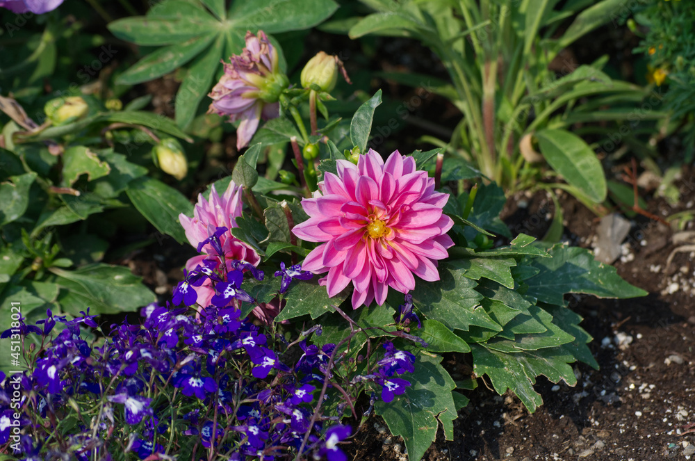 Pink Dahlia in a Garden