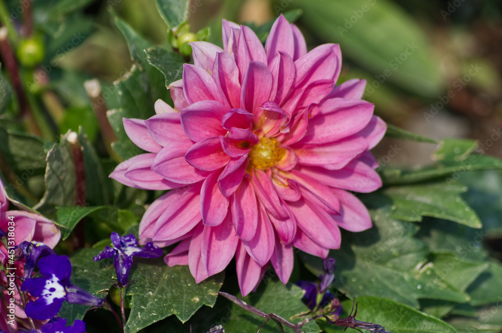 Pink Dahlia in a Garden Pink Dahlia in a Garden