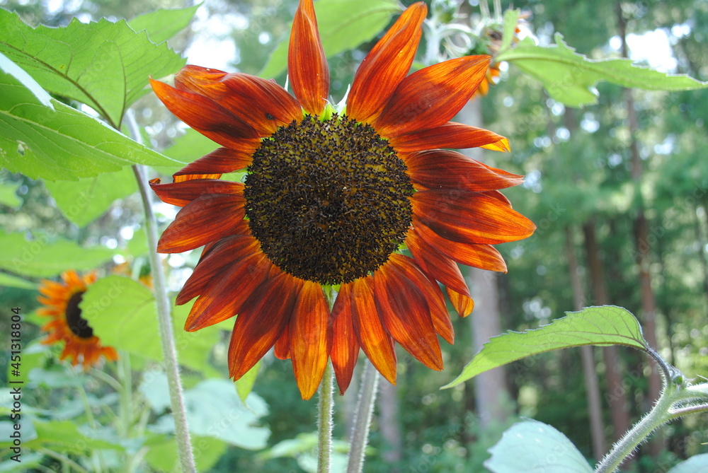 Red cross-bred hybrid sunflower head in bloom Red cross-bred hybrid sunflower head in bloom