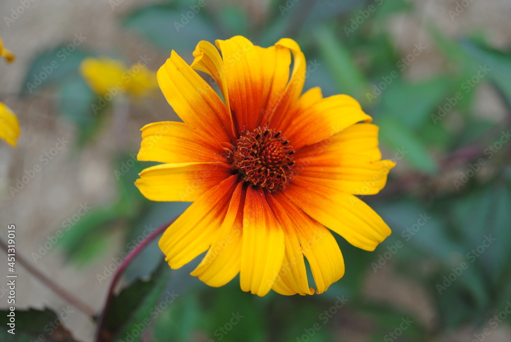Burning heart false sunflower, or Heliopsis helianthoides var. scabra, blooming bright red and yellow in mid summer Burning heart false sunflower, or Heliopsis helianthoides var. scabra, blooming bright red and yellow in mid summer
