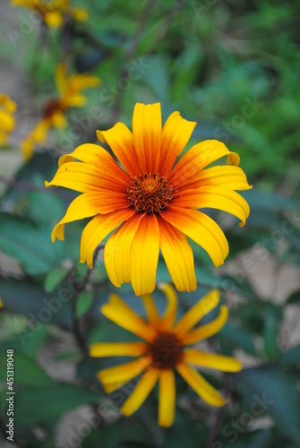 Burning heart false sunflower, or Heliopsis helianthoides var. scabra, blooming bright red and yellow in mid summer
