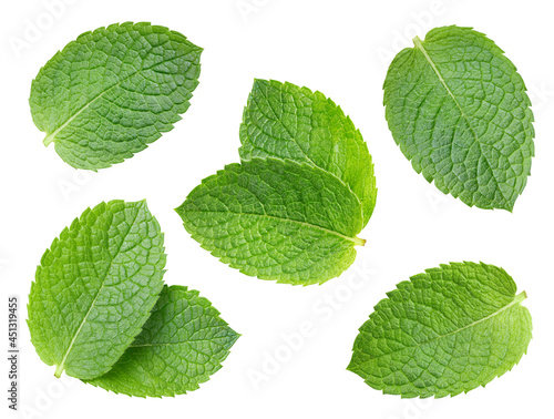 Collection mint isolated on white background