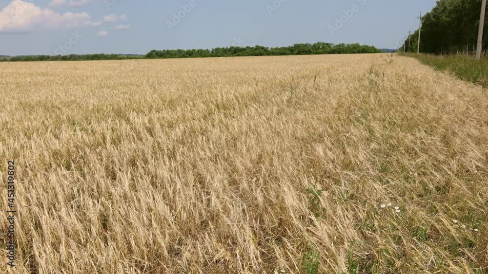 Yellow field of ripe wheat with golden spikelets and strip of forest on horizon line, selective focus. Panoramic view of beautiful rural landscape on blue sky background. Yellow field of ripe wheat with golden spikelets and strip of forest on horizon line, selective focus. Panoramic view of beautiful rural landscape on blue sky background.
