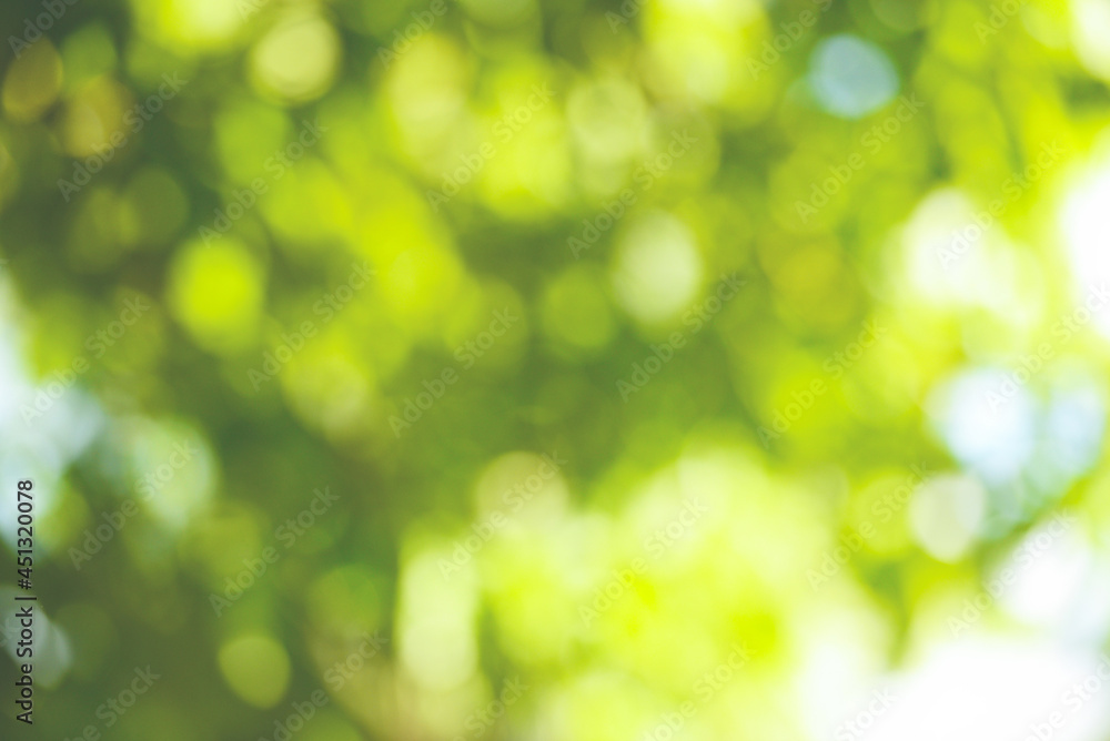 bokeh blur background branch tree green leaf on sky sunlight in tropical  forest tree summer day light in the green park Stock Photo | Adobe Stock