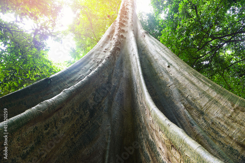 Old tree large Ficus albipila tree on the nature forest, Big tree trunk photo