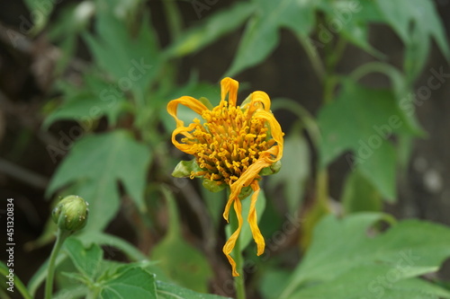 Mexican sunflower (Tithonia diversifolia) with a natural background. Also, use as herbal medicine for diabetes photo