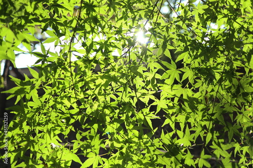 a maple tree under the sunlight from the backlight 