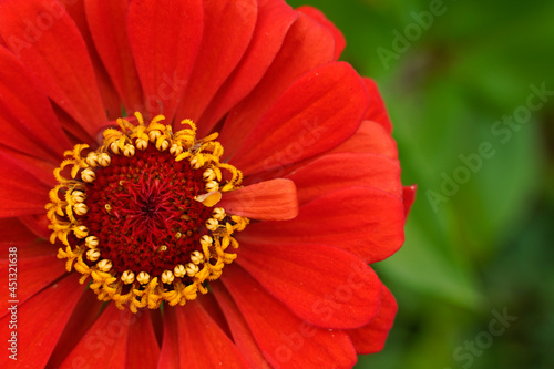 Large red zinnia flower fills the left side of the image. Floral background. 