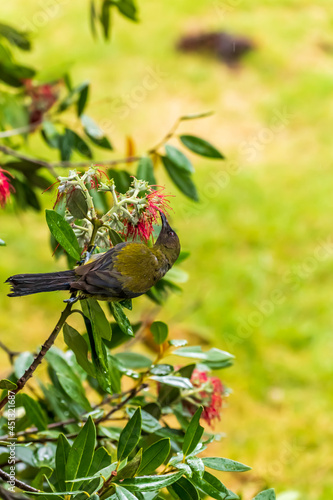 A bellbird flits among flowers dining on nectar and pollinating the flaxes as it goes photo