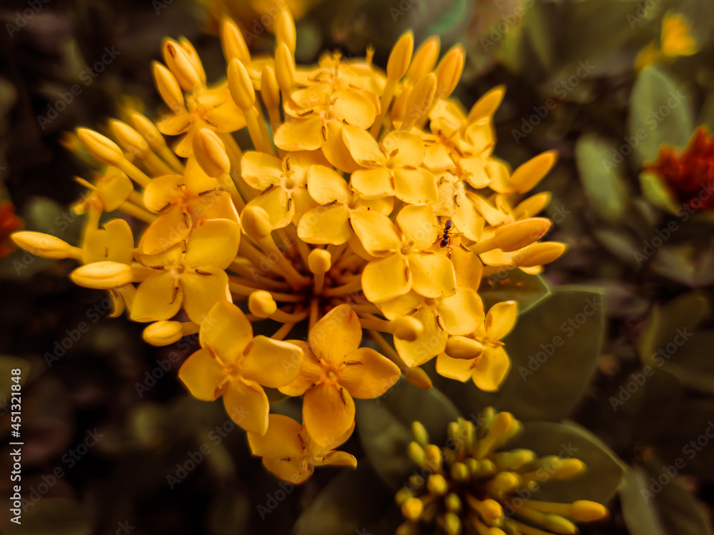 Fototapeta premium yellow flower