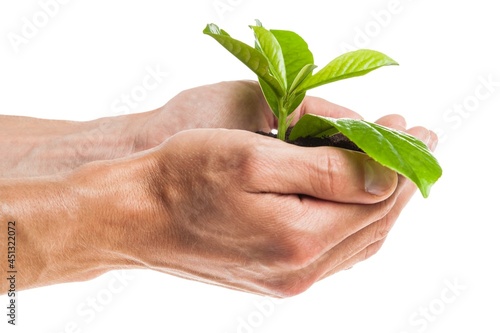Person holding a seedling in soil
