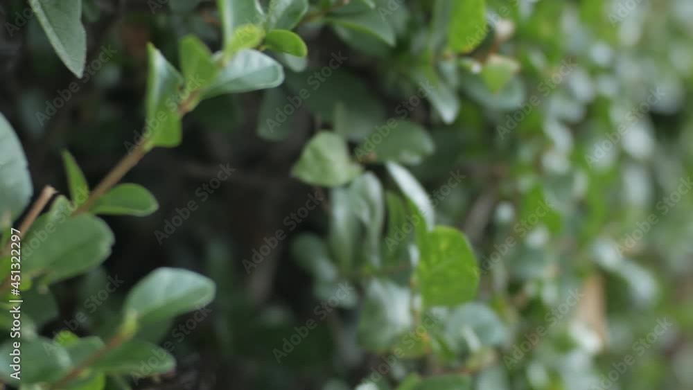Motion And Rack Focus Shot On Greener Vegetation During Daytime - handheld shot Motion And Rack Focus Shot On Greener Vegetation During Daytime - handheld shot
