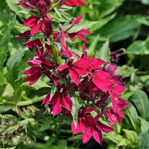 Lobelia speciosa, Starship Deep Rose