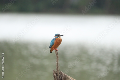 kingfisher on branch