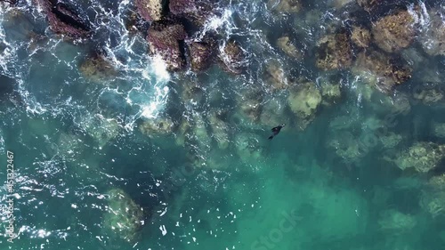 Injured baby seal floating helplessly in the ocean as waves crash along a rocky shoreline. Drone view looking down photo