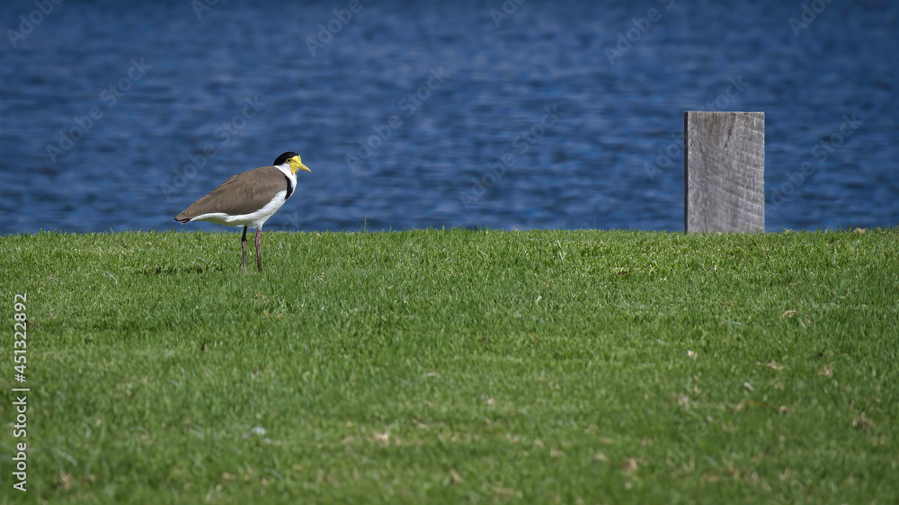 Fototapeta premium A Masked Lapwing on a Lawn Beside a Lake
