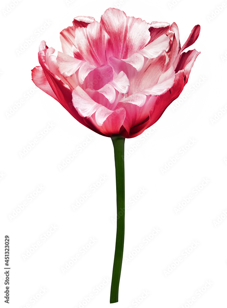Pink tulip flower on white isolated background with clipping path. Closeup. For design. Nature. Pink tulip flower on white isolated background with clipping path. Closeup. For design. Nature.