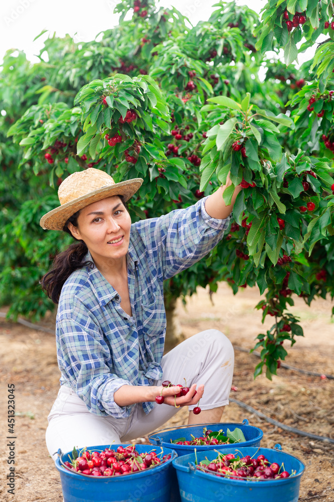 Portrait of focused kazakh woman gardener with large bucket picking sweet cherry from tree at orchard