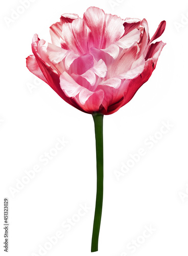 Pink tulip flower on white isolated background with clipping path. Closeup. For design. Nature.