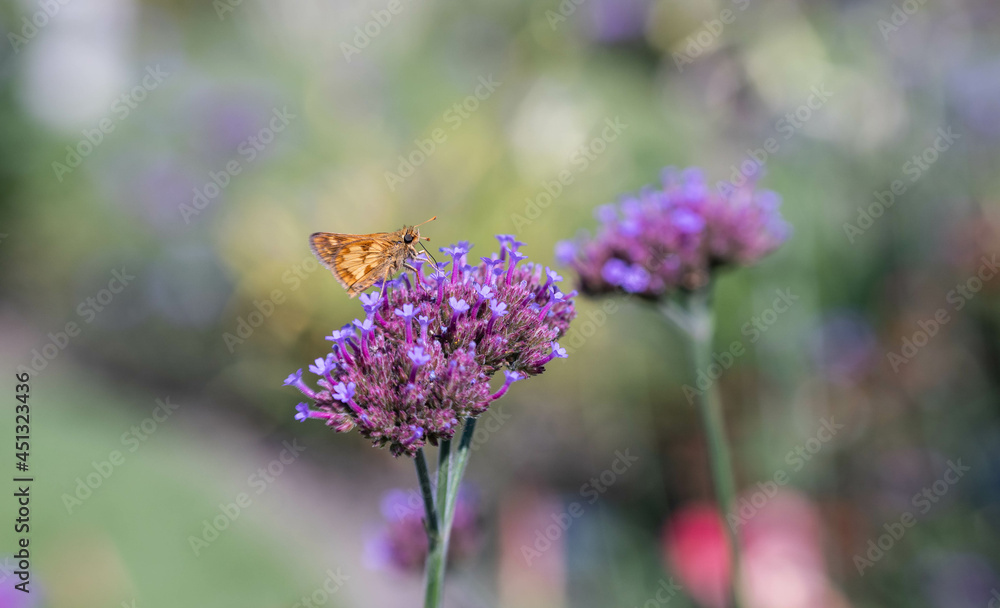 Moth on a flower in a pollinator garden
Moth on a flower in a pollinator garden