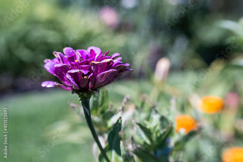 pink blooms in the garden