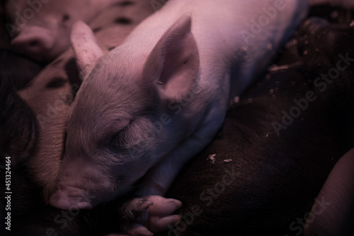 Baby pig sleeping in a pen