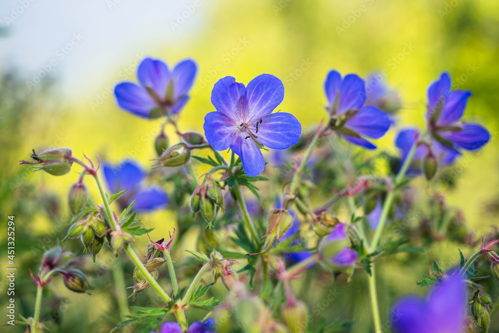 A cluster of perennial Cranesbill geraniums in evening sunlight. Blue wildflowers A cluster of perennial Cranesbill geraniums in evening sunlight. Blue wildflowers