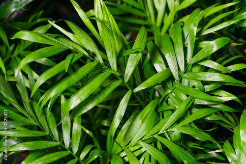 Close-up on the leaves of a bamboo palm  chamaedorea seifrizii  of indoor plants  green leaves of indoor palms. Natural green leaves background