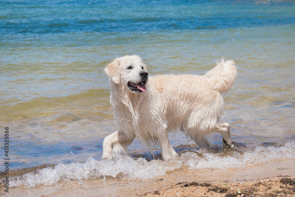 a Labrador swims in the sea. the dog is playing in the water. wet fur a Labrador swims in the sea. the dog is playing in the water. wet fur
