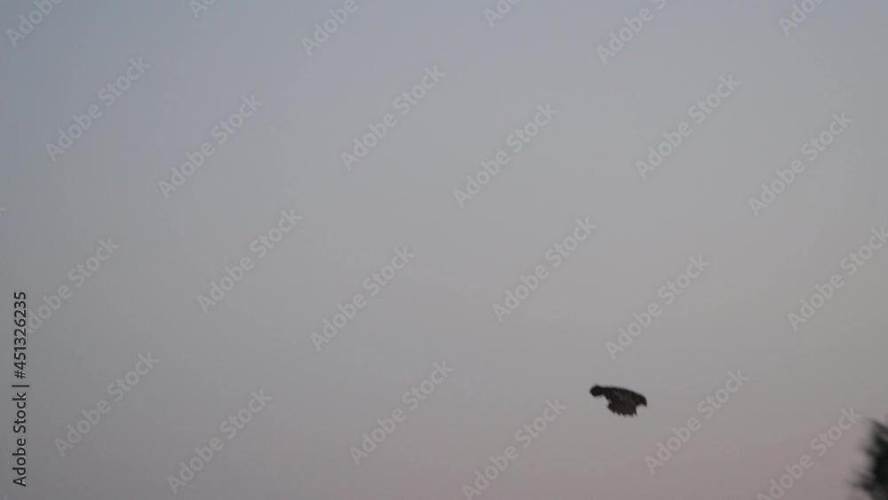 An owl taking flight from one tree branch to another An owl taking flight from one tree branch to another