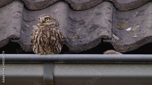 2 two little owl sitting in the gutter on a roof. One strong male and a shy female photo