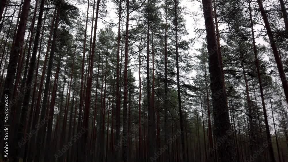 Estonia, Lahemaa National Park, Viru Raba Vaatetorn, nature and trees by end of the tourist path. Estonia, Lahemaa National Park, Viru Raba Vaatetorn, nature and trees by end of the tourist path.