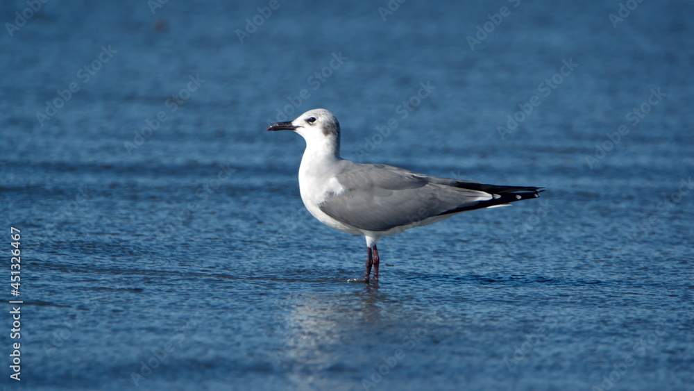 Laughing gull (Leucophaeus atricilla) wading on the beach in Las Penas, Ecuador Laughing gull (Leucophaeus atricilla) wading on the beach in Las Penas, Ecuador